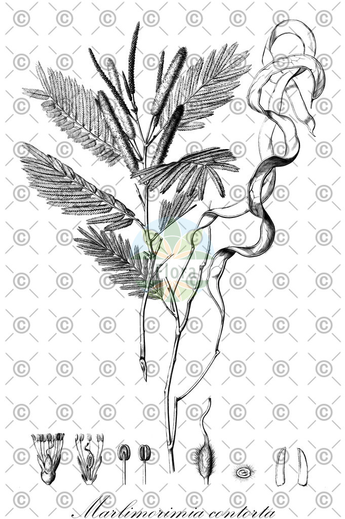 HistAbb_wfo-0000372222_1_ENZY_Simple | Historische Abbildung von Marlimorimia contorta - Fabaceae | Historical Illustration of Marlimorimia contorta - Fabaceae