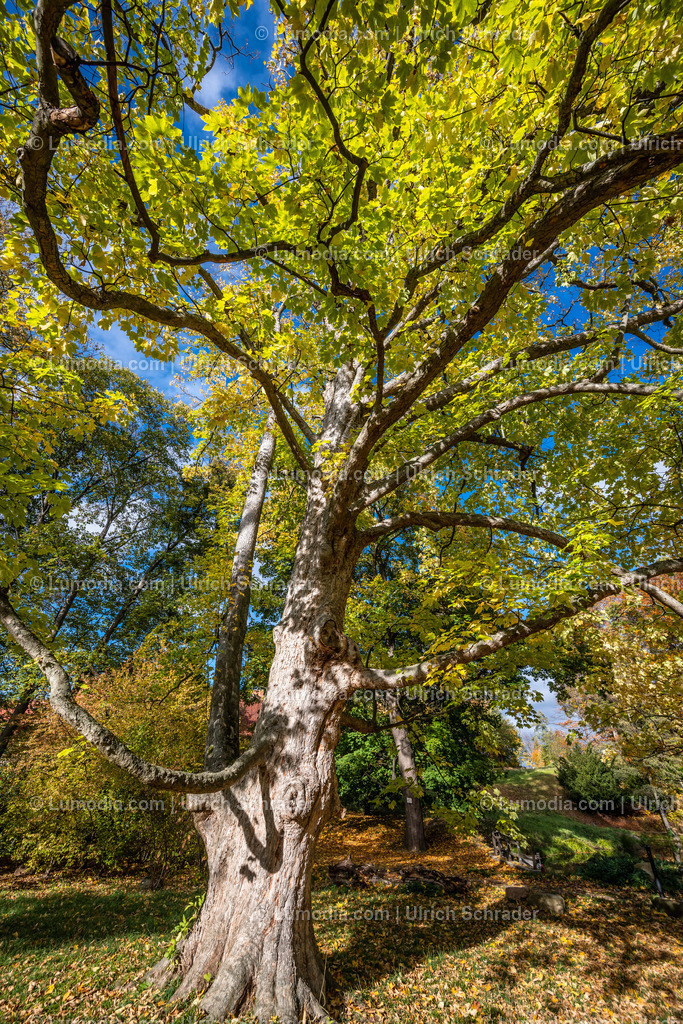 10049-12584 - Schloßpark Ilsenburg im Harz | Stockfoto und Bilderpool mit Bildmaterial aus Deutschland, dem Harz, Halberstadt, Quedlinburg, Wernigerode und weltweit. Qualitativ hochwertige und professionelle Fotos anschauen und kaufen. - Realisiert mit Pictrs.com