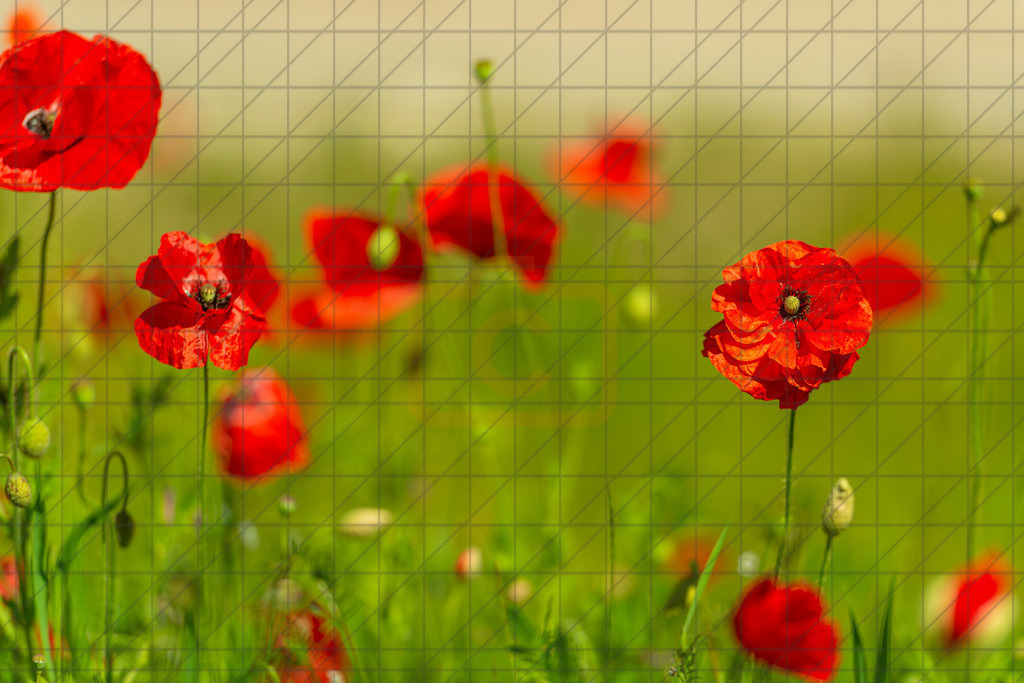 2022_06_03_MOHN_DSC3241 | Hochwertig gedruckte Fotografien für die Wand, als Kalender und zum Verschenken. Hamburg & Norddeutschland und überall wo ich mit der Kamera unterwegs war.