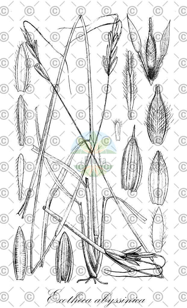 HistAbb_wfo-0000165921_1_ENZY_Simple | Historische Abbildung von Exotheca abyssinica - Poaceae | Historical Illustration of Exotheca abyssinica - Poaceae