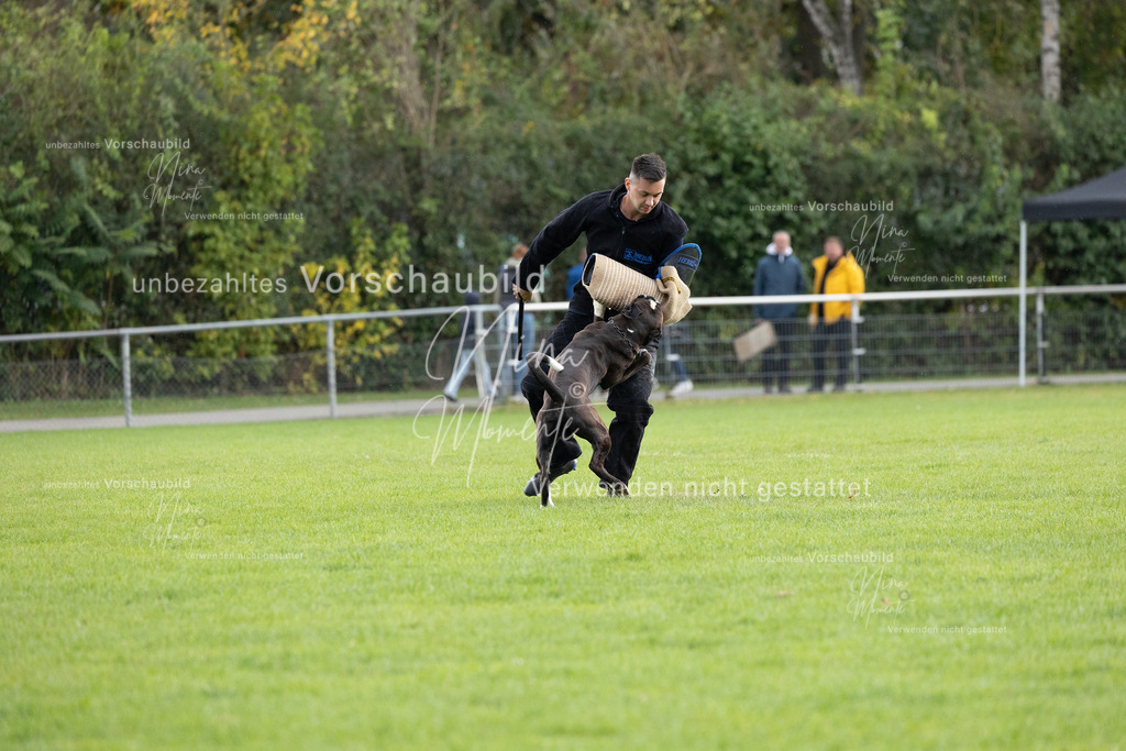 _16A7118 | Einzigartige Fotos von Hunden & Menschen –Actionfotos, Portraits, Vereinsaufnahmen & Paarshootings – authentisch, lebendig & mit Herz.