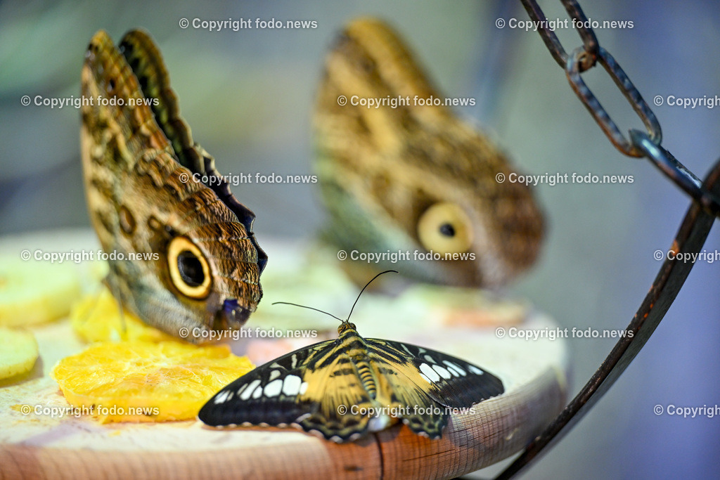 Botanischer Garten Linz_ Schmetterlinge_ 21.01.2025-1 | 21.01.2025, Botanischer Garten Linz, AUT, Schmetterlinge, im Bild tropische Schmetterlinge, Schmetterling, Falter, Natur, Tiere, Blumen, Pflanzen, Insekten, Butterfly, Exotisch, Tropenhaus, Feature, Symbolbild