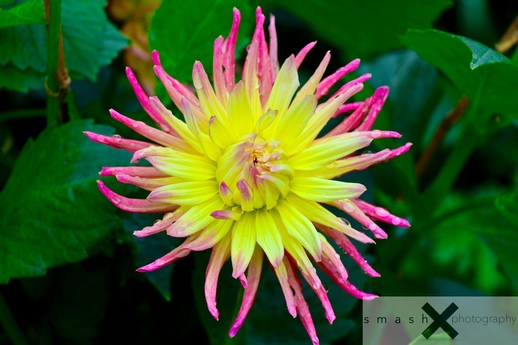 Dahlia | Garinish Island, Glengariff (Ireland/Irland)
