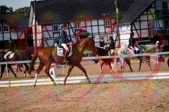2026_10_03_Siefer-Hof_123434_Z63_52807480 | Professionelle Reitsport-, Turnier- und Eventfotografie von Robert Broda. Galerien mit ausgewählten und bearbeiteten Bildern direkt online ansehen und bestellen.