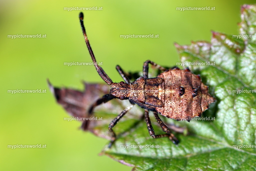 Lederwanze-004 | Das Bilderarchiv über Tiere, Planzen und Landschaften. In der Bilddatenbank finden Sie ein große Auswahl an hochwertigen Bilder für Ihre Werbung - Realized with Pictrs.com