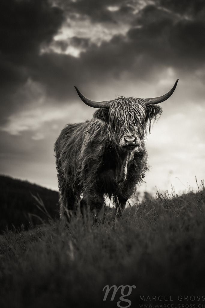 portait of an epic scottish highland cattle during a spring sunset in Emmental, Switzerland in black and white | portait of an epic scottish highland cattle during a spring sunset in Emmental, Switzerland in black and white - Realisiert mit Pictrs.com