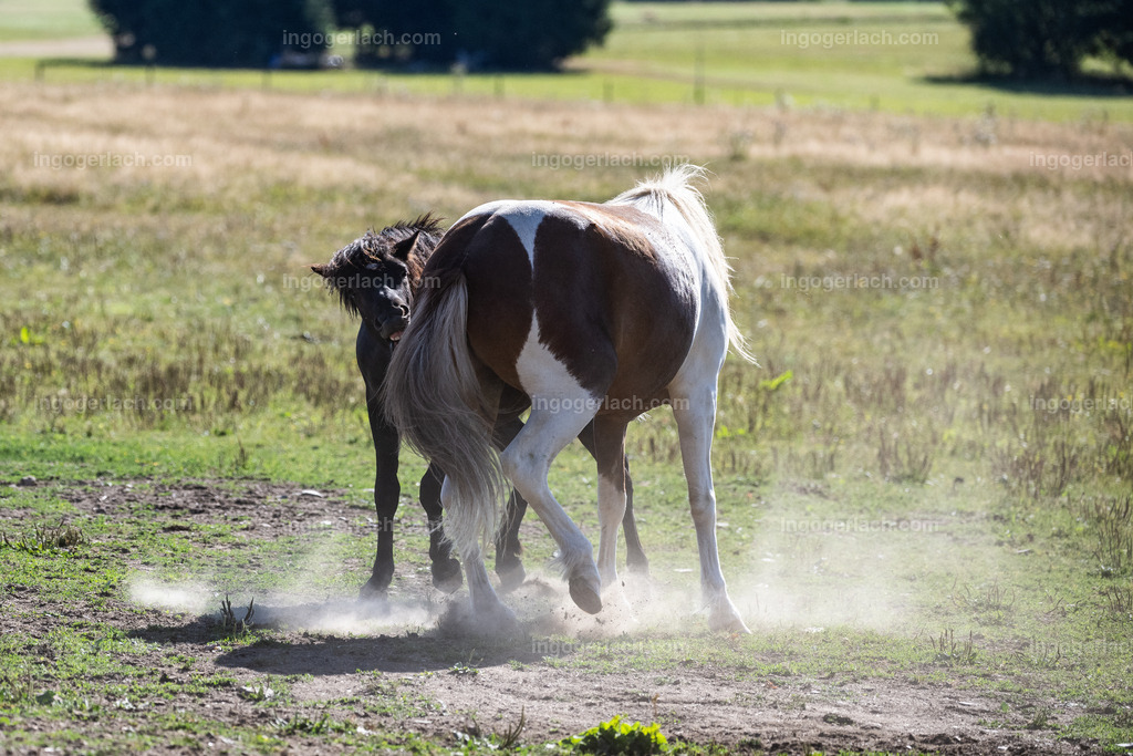 kämpfende Islandhengste | Ingo Gerlach