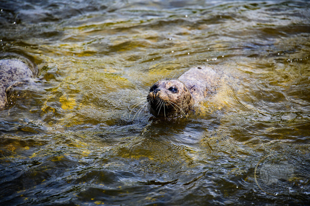 _DSC1998 | Shop für Prints Landschaftsfotografie Sächsische Schweiz Naturfotografie in Thüringen Fotos vom Findlingspark Nochten Kloster Sankt Marienstern Bilder Festung Königstein PanoramaRhododendronpark Kromlau FotogalerSchleswig-Holstein Küstenlandschaften