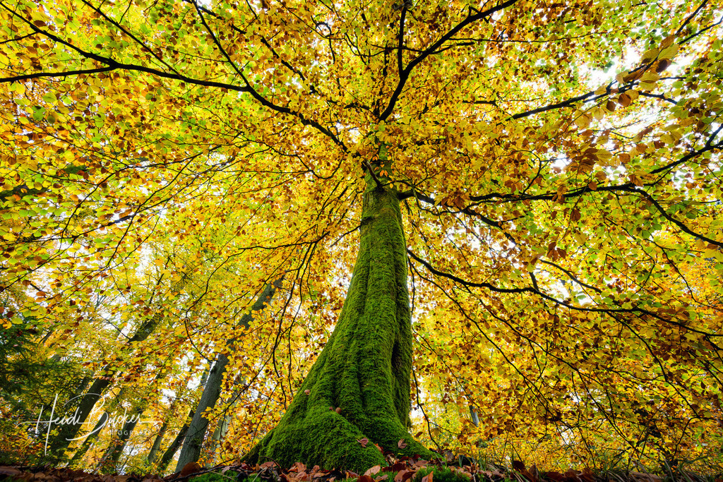 Alte Buche im Herbst | Alte Buche im Herbst - Realisiert mit Pictrs.com