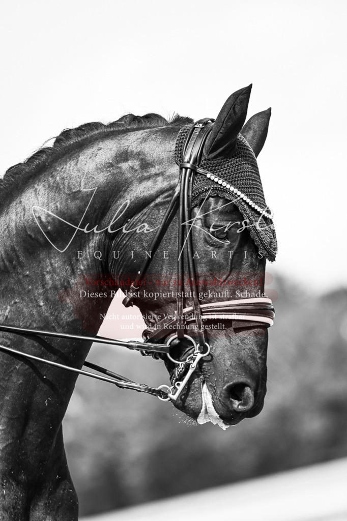 DSC_3145 | Pferde- und Turnierfotografie in Westsachsen. Pferdeportraits, Auftragszeichnungen und intuitive Kunst.