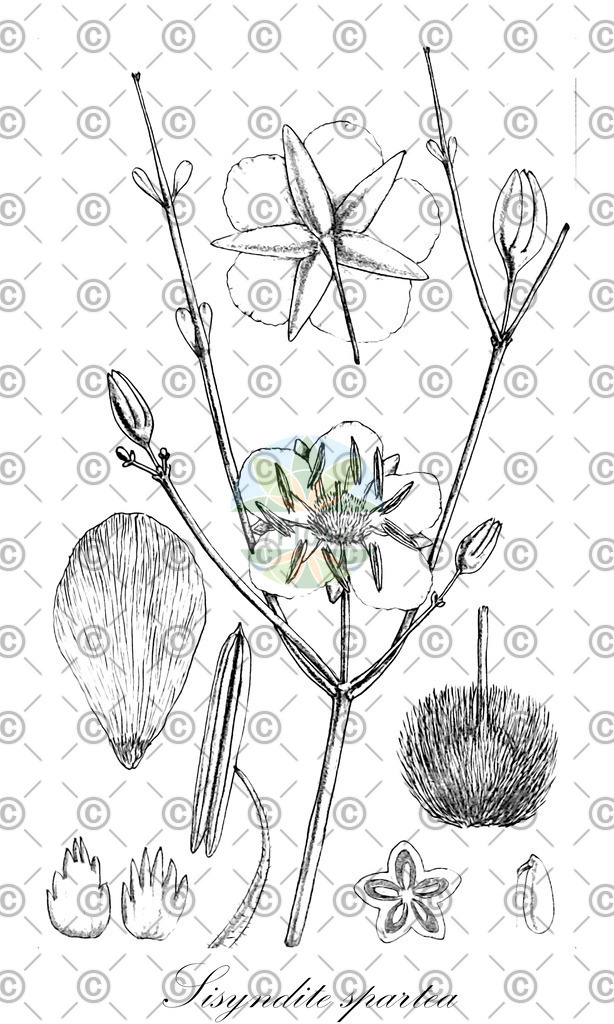 HistAbb_wfo-0000786339_1_ENZY_Simple | Historische Abbildung von Sisyndite spartea - Zygophyllaceae | Historical Illustration of Sisyndite spartea - Zygophyllaceae