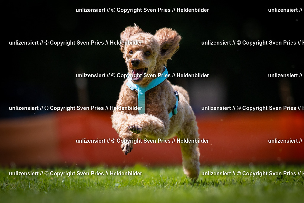 Sven Pries | 2025-08-10 - Hunderennen Durlach - Realisiert mit Pictrs.com