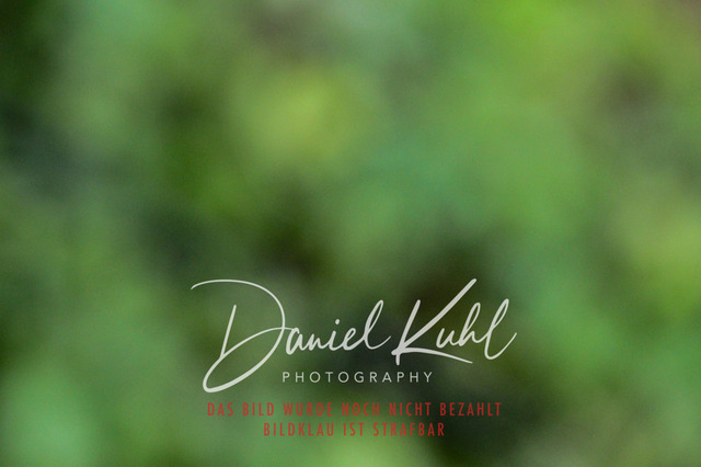 DKP45532 | Turniersportfotografie; Pferdefotografie; Dressurfotografie