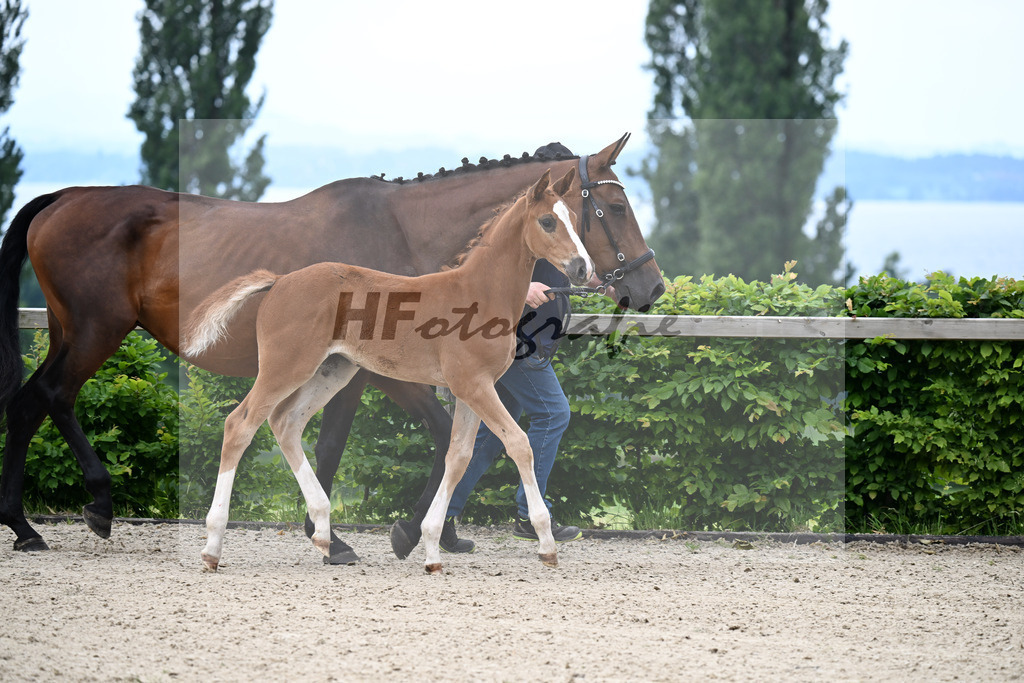 Kat-Nr. 13 Esmeraldo x Question d Honneur B_SF_Mayer_14250013 | hf-fotografie - Realizzato con Pictrs.com