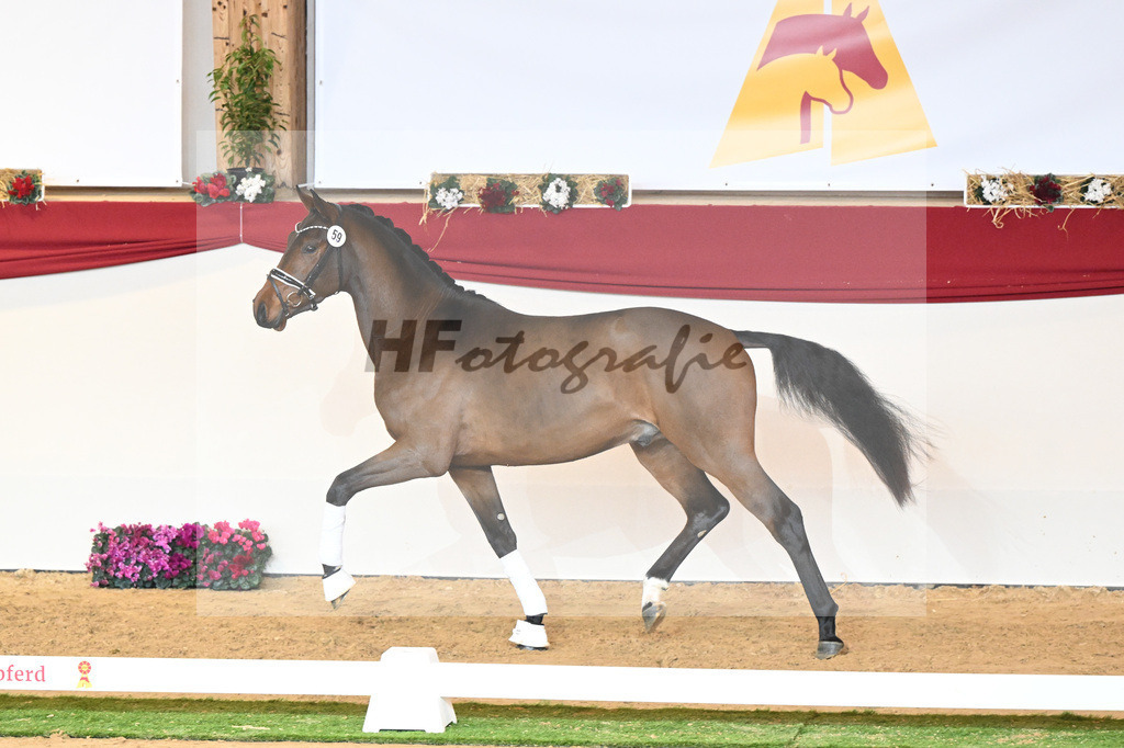 Kat-Nr. 59 Fuerst Samarant_Reesink Horses_1230381 | hf-fotografie - Realisiert mit Pictrs.com