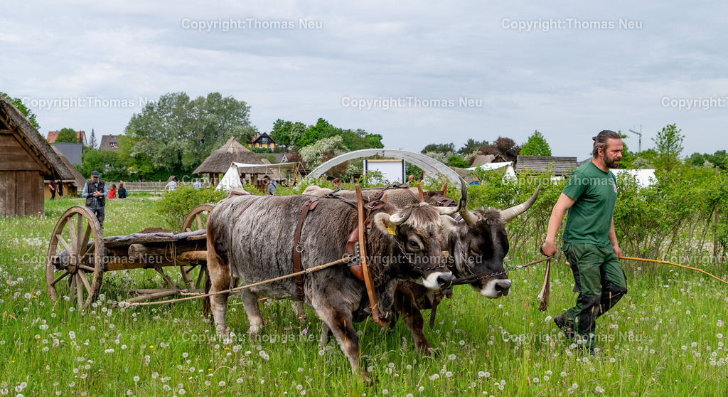 DSC_0837 | ble, 7.5.2023, Lorsch: Tag der Experimentellen Archäologie“ im Freilichtlabor Lauresham, Straßenbau im Mittelalter, der Ochsenkarren liefert das Material an, 
,, Bild: Thomas Neu
