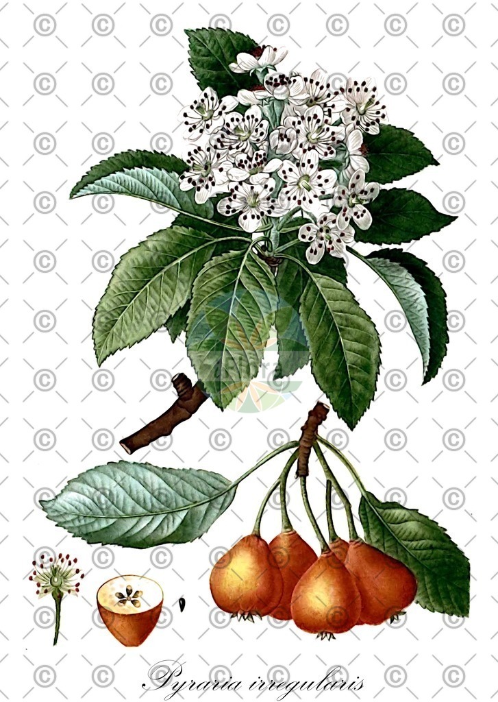 HistAbb_wfo-0001067131_2_ENZY_Simple | Historische Abbildung von Pyraria irregularis - Rosaceae | Historical Illustration of Pyraria irregularis - Rosaceae