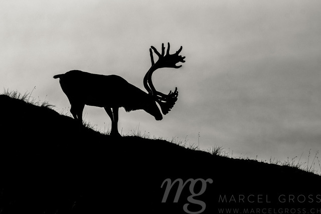 silhouette of a caribou, Denali National Park, Alaska | Third day in Denali Nationalpark, one of my favorite places on earth. - Realisiert mit Pictrs.com