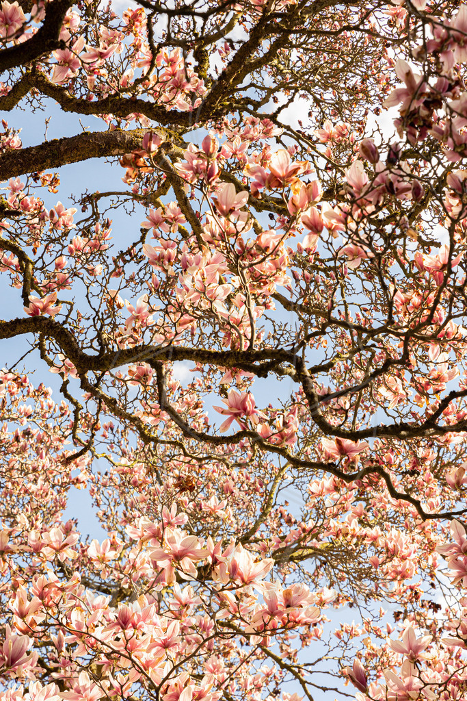 Magnolienblüte Waidhofen an der Ybbs | Ihre Fotografin im Lungau, ihre Fotografin im Mostviertel, Wandbilder Onlineshop, Imagefotos für Ihr Unternehmen,  - Realisiert mit Pictrs.com