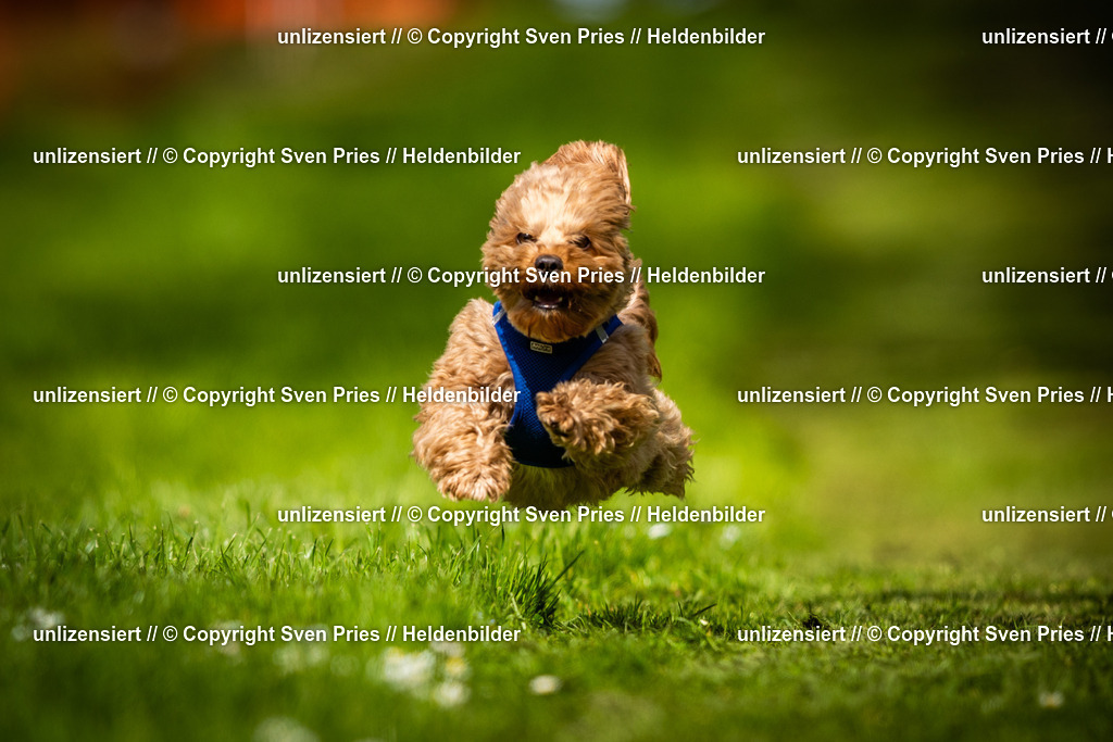 Sven Pries | 2025-04-13 - Hunderennen Baden-Baden - Realisiert mit Pictrs.com