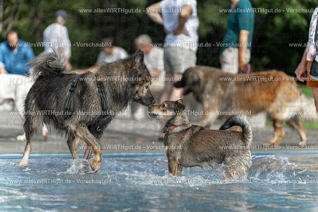 Hundeschwimmen_Volksbad_2026-allesWIRTHgut_Tierfotografie-2609061531-7R501603 | Professionelle Tierfotografie in Mönchengladbach von Daniel Wirth (allesWIRTHgut). Liebevolle & natürliche Bilder von Hunden & Katzen für unvergessliche Erinnerungen.