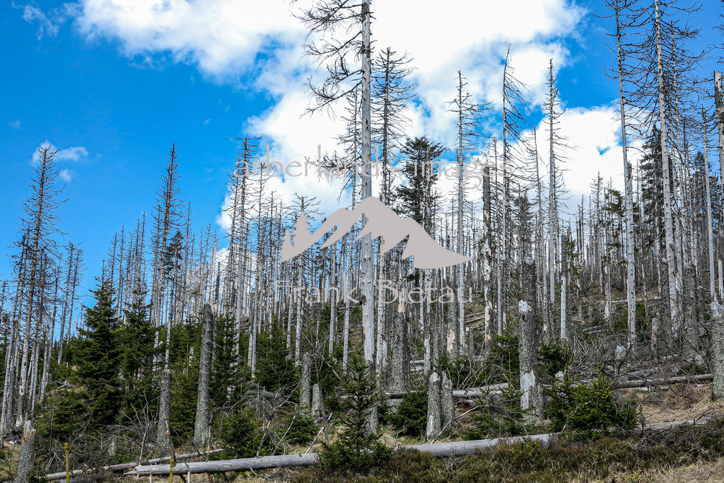 IMG_5223 | Stürme und Borkenkäfer haben dem Wald im Bayerischen und Böhmischen Wald stark zugesetzt. Die Schäden sind gewaltig und unübersehbar. Mehr und mehr breitet sich Jungwuchs und damit neuer Wald in den Höhenlagen aus