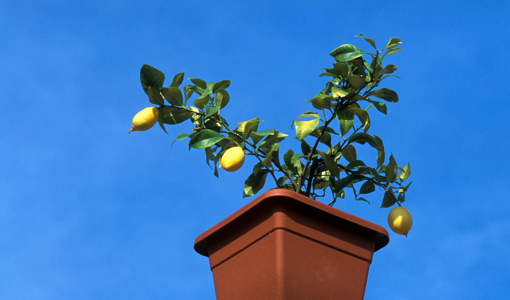 Zitronenstock am Balkon | Europa, Austria, Burgenland, Rohrbrunn, Zitronenstock am Balkon gegen blauen Himmel. - Realisiert mit Pictrs.com