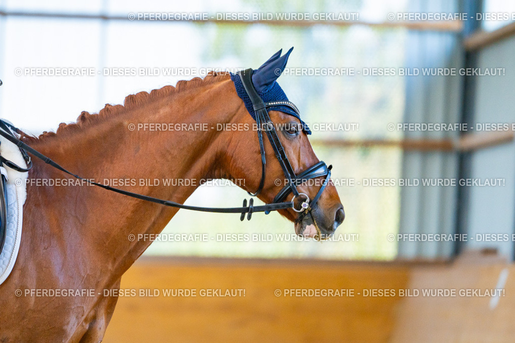 DSC06573 | Pferdegrafie