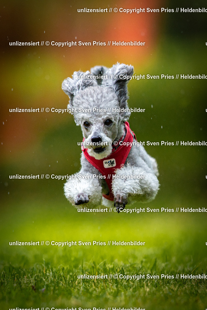 Sven Pries | 2025-09-21 - Hunderennen Baden-Oos - Realisiert mit Pictrs.com