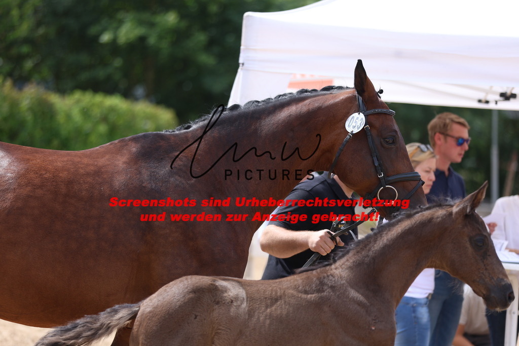 Fohlenschau_Schwäbisch_Hall_dressurbetonte_Fohlen_KN 53_1 | lmwpictures - Realisiert mit Pictrs.com