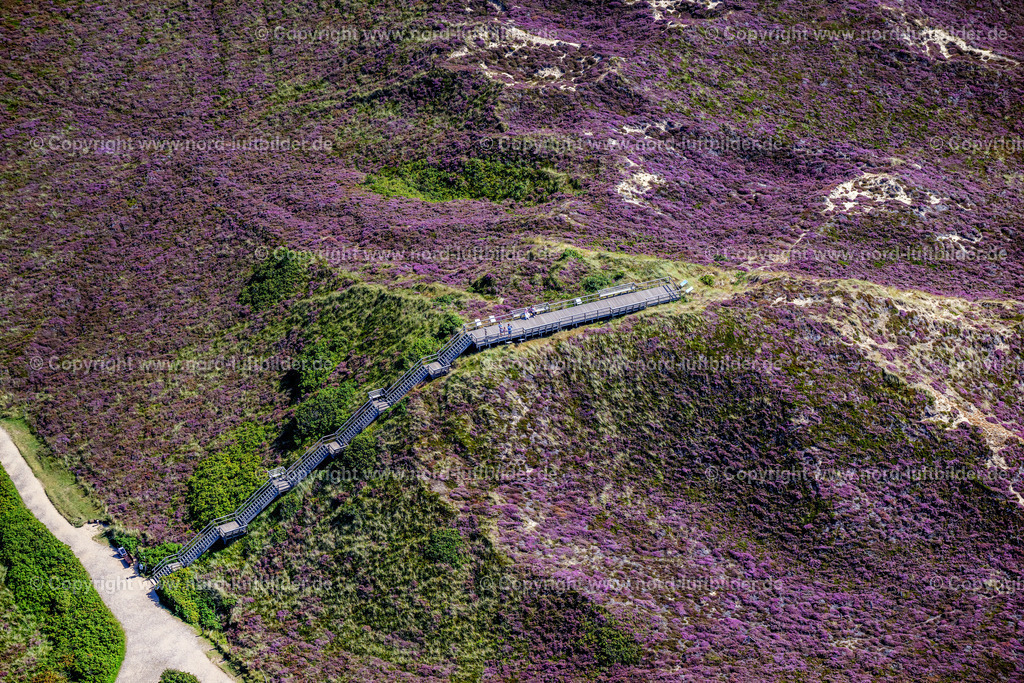 Sylt_Kampen_Uwe_Düne_Aussichstplattform_Heide_Blüte_ELS_6399130825 | KAMPEN (SYLT) 13.08.2025 Aussichtsplattform " Düne Uwe " in der Heide-Landschaft Kampen (Sylt) auf der Insel Sylt im Bundesland Schleswig-Holstein, Deutschland. // Observation platform "Duene Uwe" in the heath landscape of Kampen (Sylt) on the island of Sylt in the federal state of Schleswig-Holstein, Germany. Foto: Martin Elsen