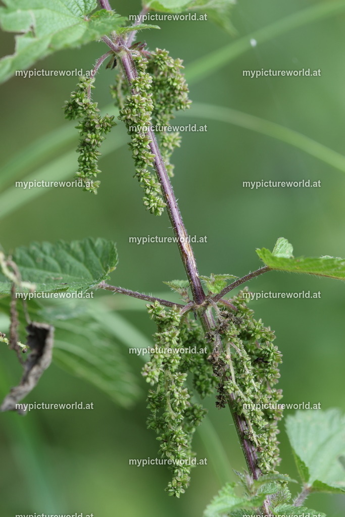 Große Brennnessel-008 | weibliche Pflanze - Realisiert mit Pictrs.com