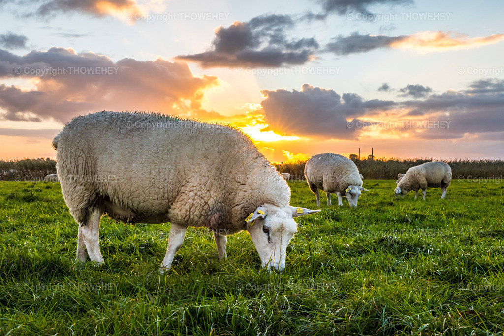 _1011732 | thowehey - Realisiert mit Pictrs.com