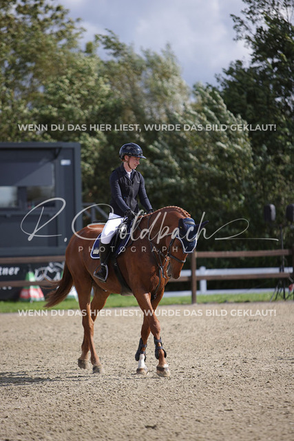 1J2A6755Sina Boldt_ Quincentaro_ Kn872_ Havekost | Foto- und Videografie für alles rund ums Pferd. Hochwertige Bilder und Videos vom Spring- und Dressurreiten, Voltigieren & mehr. Jetzt aktuelle Veranstaltungen und Preise im Shop ansehen. - Realisiert mit Pictrs.com