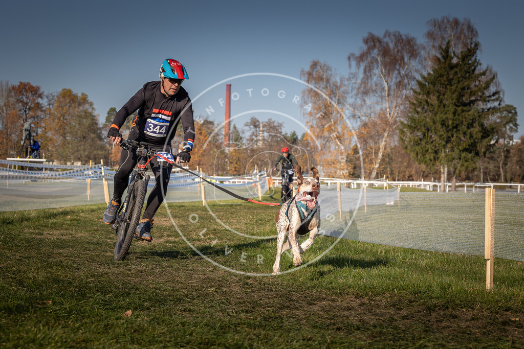 CaniXpix_0L8A7980 | Hundefotografie, Tierfotograf, Pfotenfotografie, Fotoshooting Hund, Hunde Portrait, Hundesport, Hundeportraits, Heideshooting, Hunde, Sportfotograf, Hundefotograf, Turnierhundsport, THS,  - Realisiert mit Pictrs.com