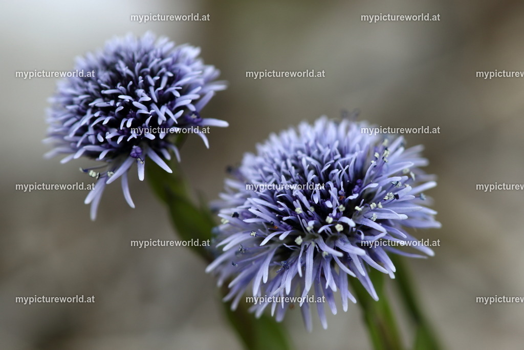 Echte Kugelblume-015 | Das Bilderarchiv über Tiere, Planzen und Landschaften. In der Bilddatenbank finden Sie ein große Auswahl an hochwertigen Bilder für Ihre Werbung - Realized with Pictrs.com