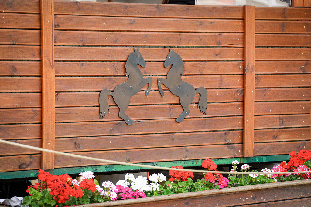 DSC04733 | Pferdegrafie