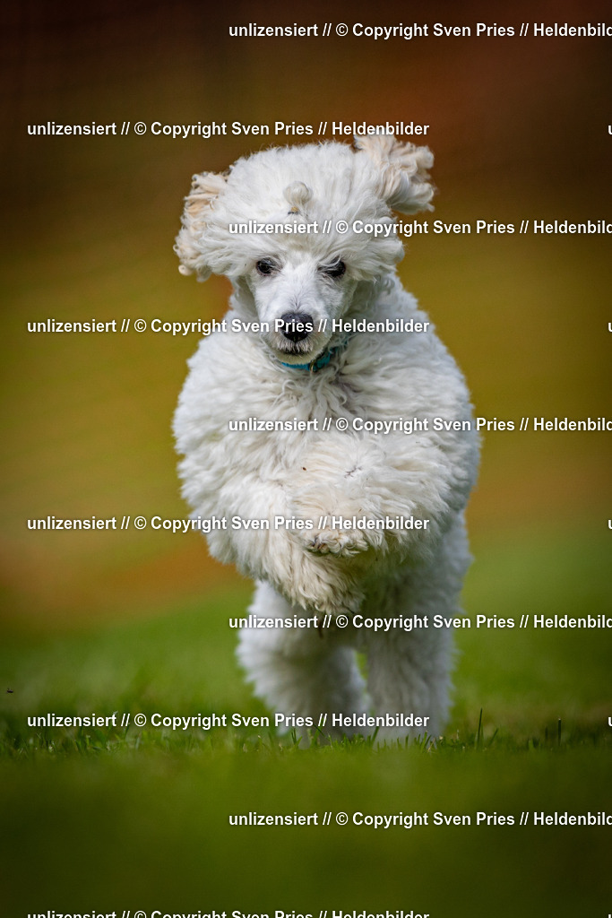 Sven Pries | 2024-09-22 - Hunderennen Baden-BadenPudelverein - Realisiert mit Pictrs.com