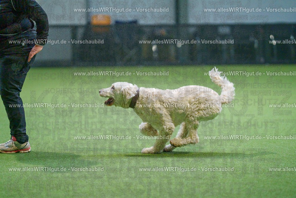 7R500797 | Professionelle Tierfotografie in Mönchengladbach von Daniel Wirth (allesWIRTHgut). Liebevolle & natürliche Bilder von Hunden & Katzen für unvergessliche Erinnerungen.