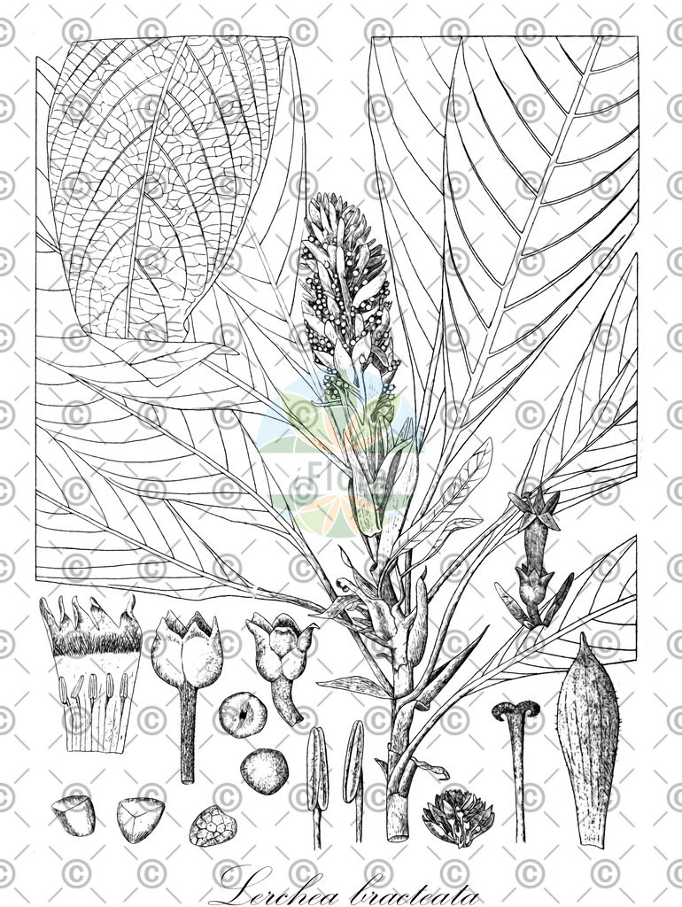 HistAbb_wfo-0001225650_1_ENZY_Simple | Historische Abbildung von Lerchea bracteata - Rubiaceae | Historical Illustration of Lerchea bracteata - Rubiaceae