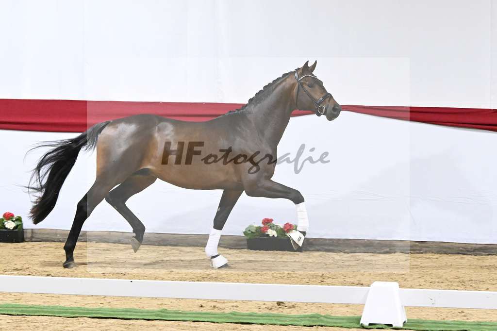 Kat-Nr. 4 v. Glamourdale_Limbecker_63220080 | hf-fotografie - Realizzato con Pictrs.com