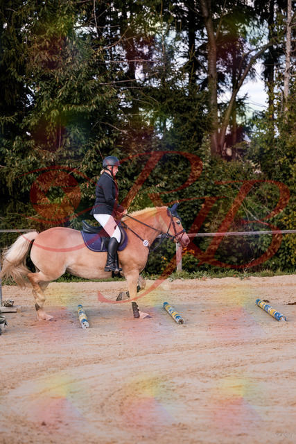 2026_10_03_Siefer-Hof_145226_Z81_31345211 | Professionelle Reitsport-, Turnier- und Eventfotografie von Robert Broda. Galerien mit ausgewählten und bearbeiteten Bildern direkt online ansehen und bestellen.