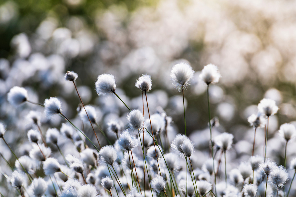 2024_05_08_QUICKBORN-HIMMELMOOR_MCP8611 | Hochwertig gedruckte Fotografien für die Wand, als Kalender und zum Verschenken. Hamburg & Norddeutschland und überall wo ich mit der Kamera unterwegs war.