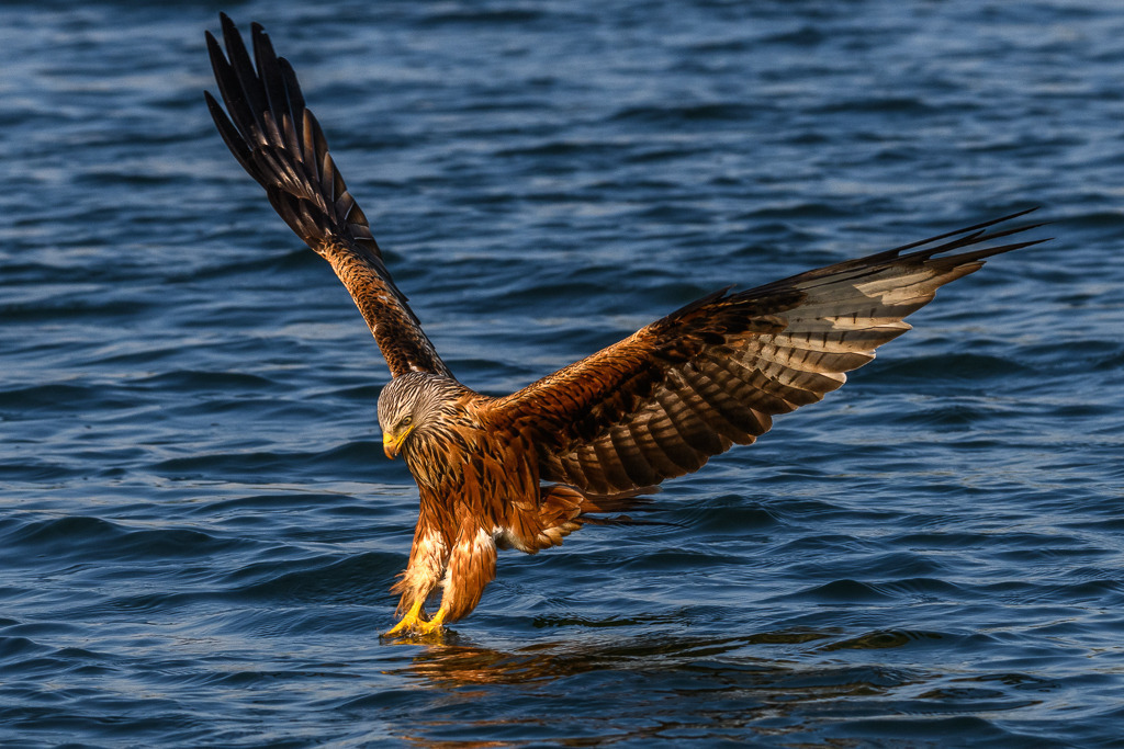 milan-2018-185 | Ein Roter Milan (Milvus milvus) beim Ergreifen eines Beutefisches. Das Foto entstand mit einer Nikon D850 am Breiten Luzin im Naturpark Feldberger Seenlandschaft in Mecklenburg-Vorpommern. - Realisiert mit Pictrs.com