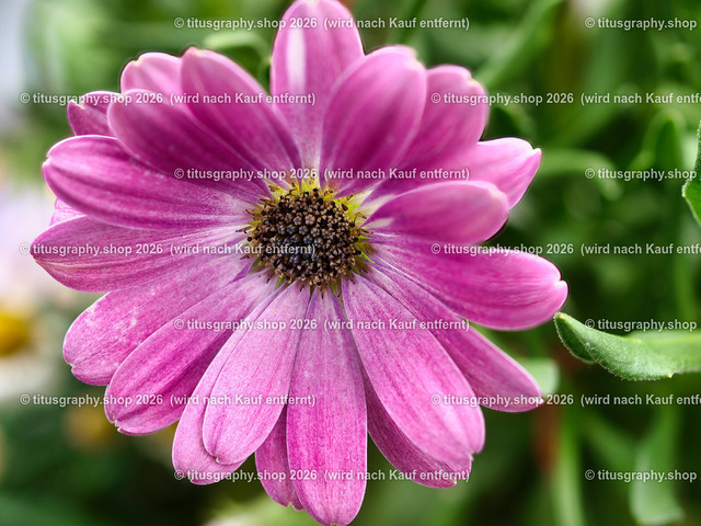 titusgraphy_P6100522-vz-ln | OLYMPUS DIGITAL CAMERA - Realisiert mit Pictrs.com