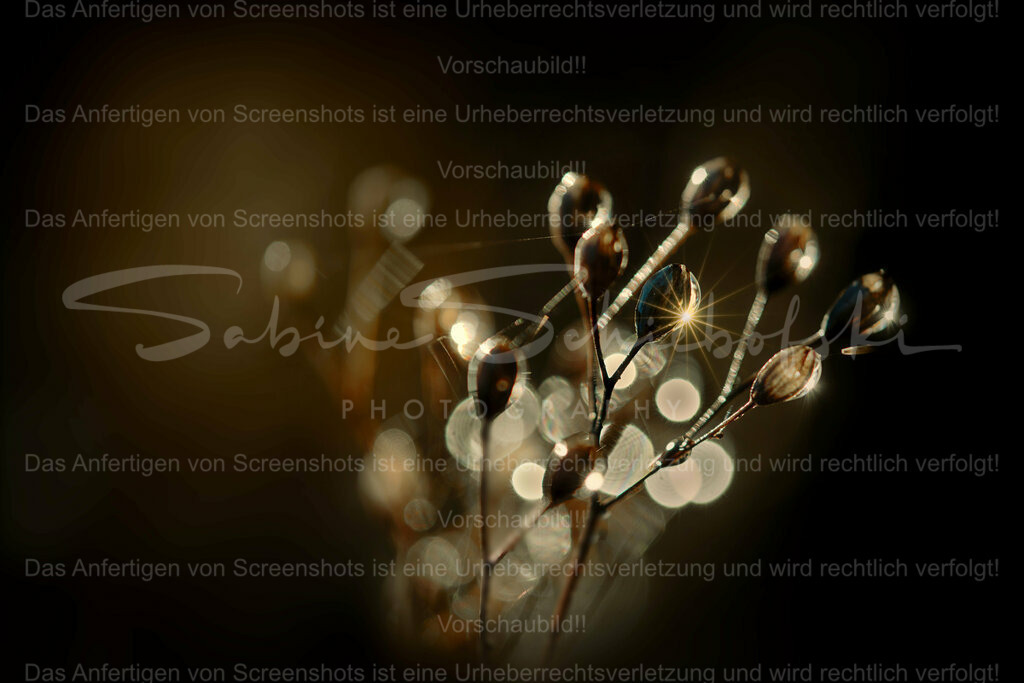 Wandbild Eis-Tropfen | People- und Tierfotografie, Imageaufnahmen, Veranstaltungsfotografie und Wandbilder aus der Natur ★ Made in Germany ✔️ Druck + Downloads ✔️ Naturfotografie in Top Qualität ★ schneller Versand, weltweite Lieferung! - Realisiert mit Pictrs.com