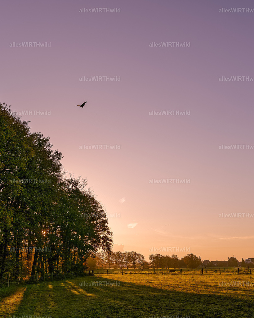 Daniel Wirth - www.allesWIRTHwild.de -_AWG9103-DNG_DxO | Entdecke die faszinierende Welt der Natur- und Wildlife-Fotografie von Daniel und Bärbel. Inspirierende Bilder von wilden Tieren und kleinen Naturwundern.