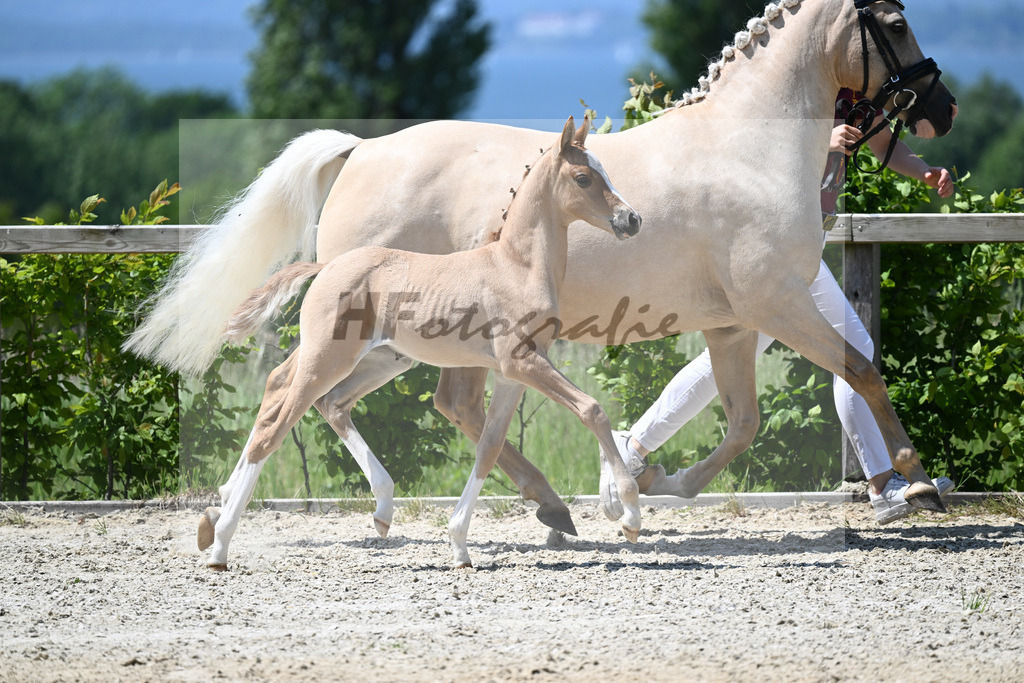 Kat-Nr. 15 SF Reitlands Diamonds Gold_Butolo_15230306 | hf-fotografie - Realizzato con Pictrs.com