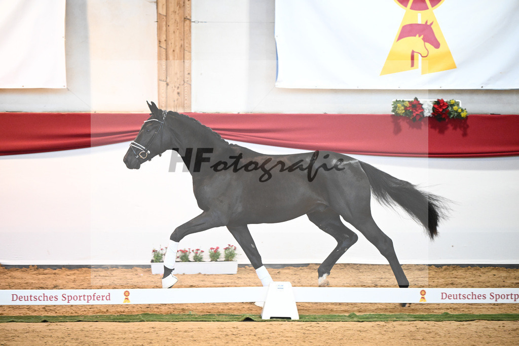 Kat-Nr. 3 Bellany x Florestan I_Schulze-Averdiek_43231659 | hf-fotografie - Realisiert mit Pictrs.com