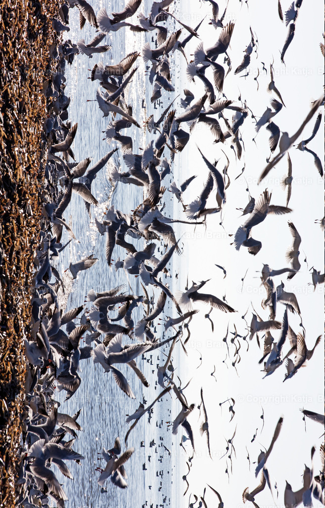 Möwen-b2A5A5643 | Katja Brandt 